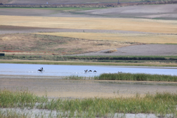 Grulla común de la laguna